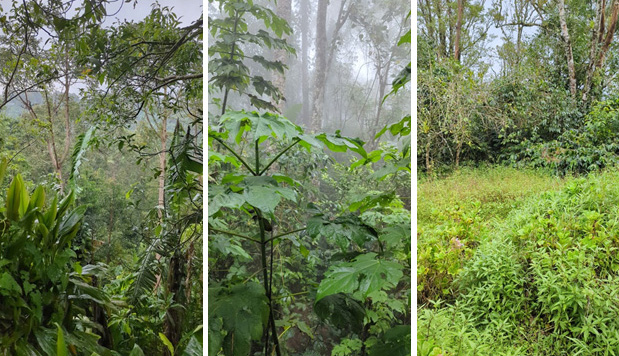Agroforestry Typology
