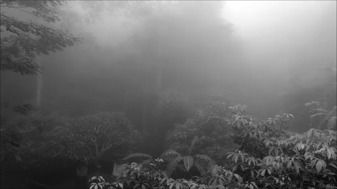 Luxury hotel gardens imitating an agroforestry configuration