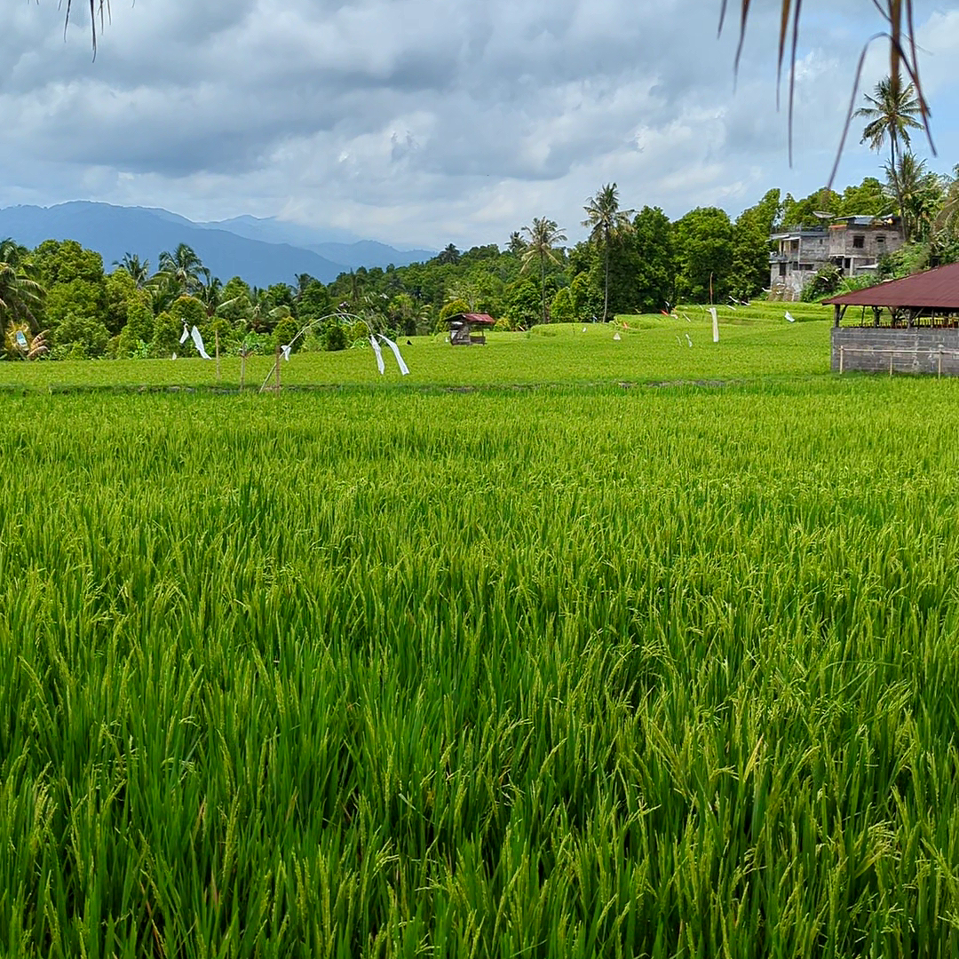 Rice Paddy